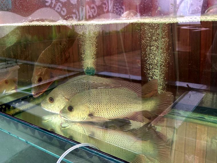 ปลากะพงแดงเขี้ยวในบ่อของร้าน GongGang Café ตรัง